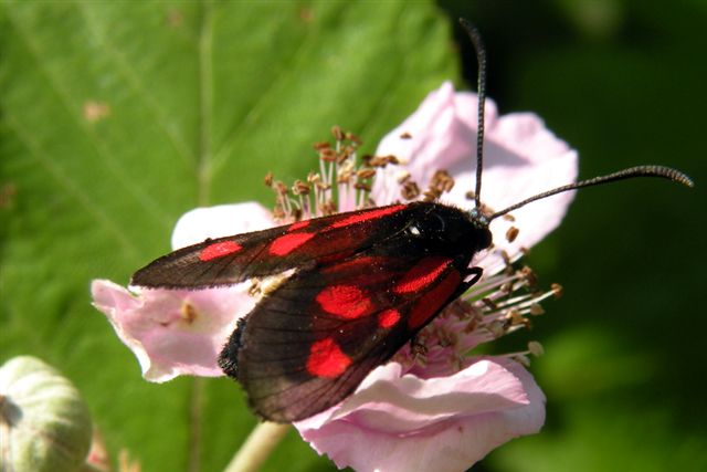 Zygaenidae